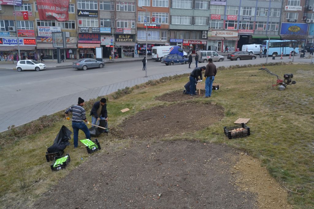 30-bin-lale-sogani-toprakla-bulusuyor